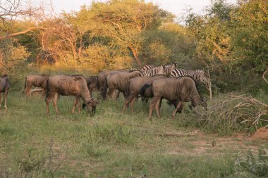 Afrika yaban hayatı safari wildebeest 
