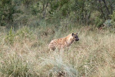 Afrika sırtlan wildlife safari