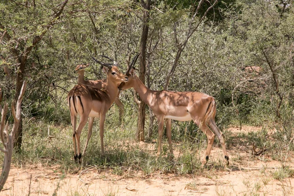 Impala Stádo Afrika Safari — Stock fotografie