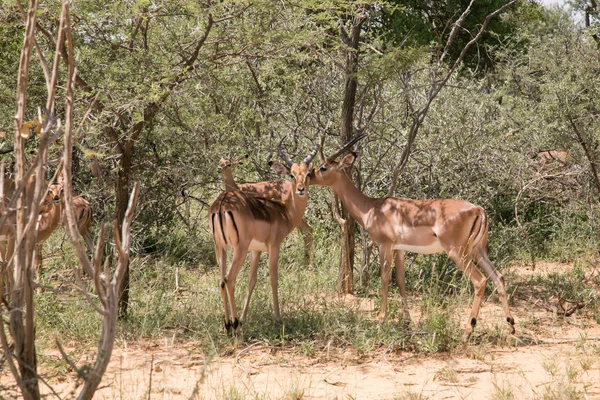 非洲的黑斑羚群野生动物园 — 图库照片
