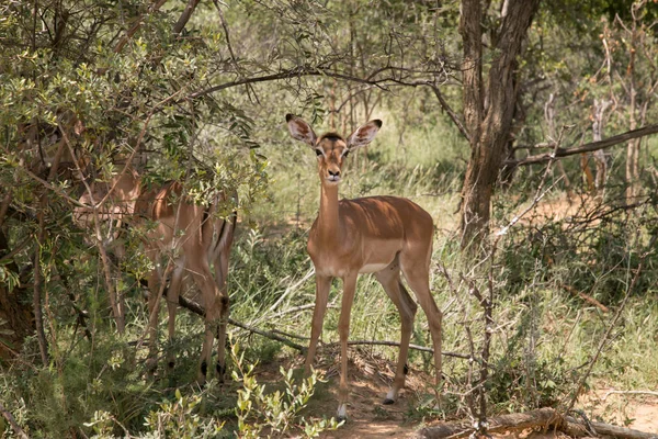 Impala Besättningen Afrika Safari — Stockfoto