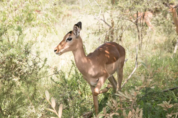 Manada Impala África Safari — Foto de Stock
