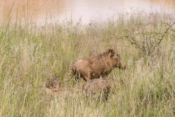 Porco Selvagem Africano Warthog Com Família — Fotografia de Stock