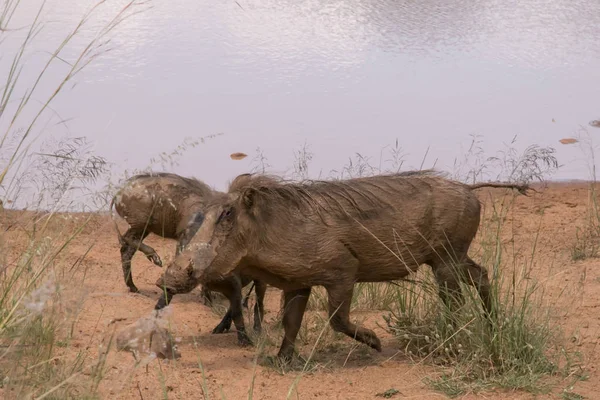 Afrikaanse Wild Varken Warthog Met Familie — Stockfoto