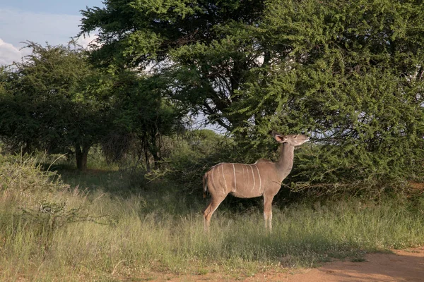 African Game Kudu Cow Grazing — Stock Photo, Image