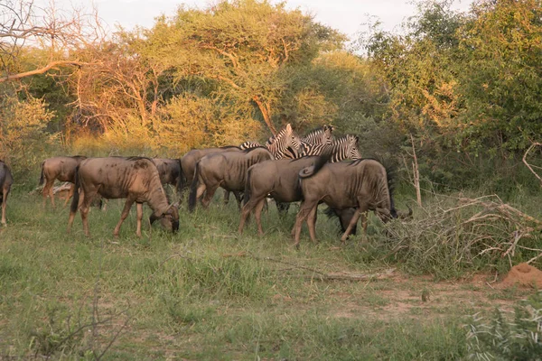 Safari Vida Selvagem Africano Gnus — Fotografia de Stock
