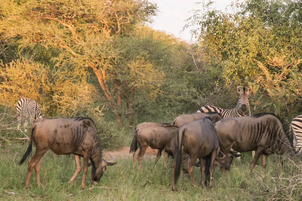 Afrikaanse Wildlife Safari Gnoe — Stockfoto