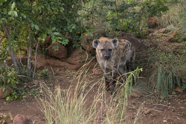 Afrikaanse Hyena Wildlife Safari — Stockfoto