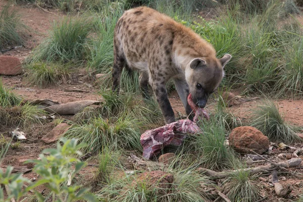 Afrikanska Hyena Viltsafari — Stockfoto