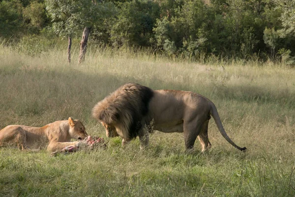 african lion couple feeding lioness