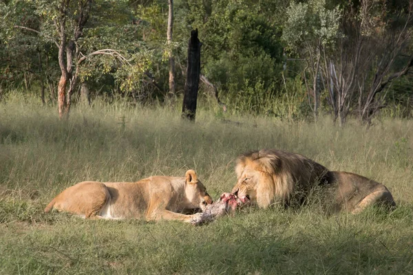 african lion couple feeding lioness