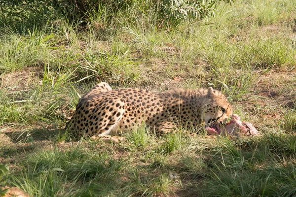 Geparden Afrikanische Wildkatzen Füttern — Stockfoto