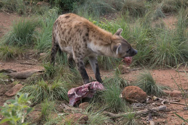 Afrikanska Hyena Viltsafari — Stockfoto