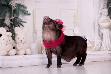 Kırmızı yaylı şirin bir Vietnamlı siyah domuz yeni yıl süslemelerinin arka planında duruyor. Beyaz bir şömine, bir Noel ağacı, peluş tavşanlar ve mumlar.