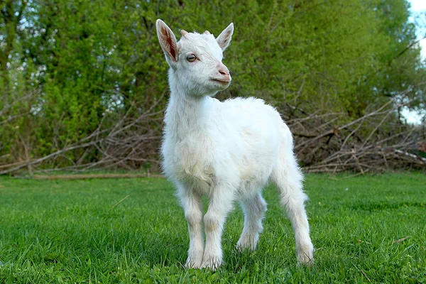 Pequena Cabra Branca Pasto Verde Suculento — Fotografia de Stock