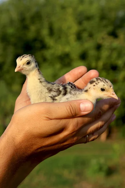 Twee Kleine Kalkoenen Palmen — Stockfoto