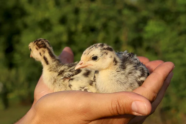 Twee Kleine Kalkoenen Palmen — Stockfoto