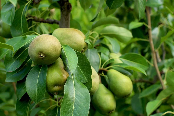 Ripening Pear Bere Tree — Stock Photo, Image