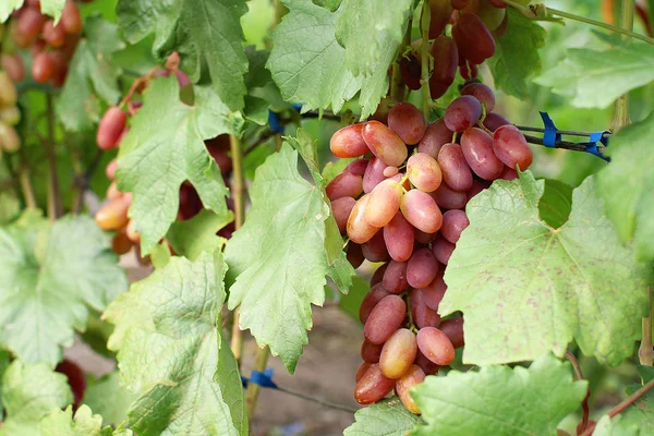 Спелая Куча Розового Винограда Преображение Виноградном Кусте — стоковое фото