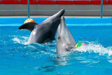 Yunus salonundaki sevimli, güzel, oyuncu yunuslar.