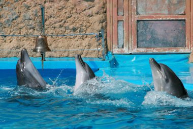 Yunus salonundaki sevimli, güzel, oyuncu yunuslar.