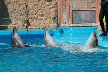 Yunus salonundaki sevimli, güzel, oyuncu yunuslar.