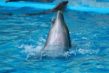 Yunus salonundaki sevimli, güzel, oyuncu yunuslar.