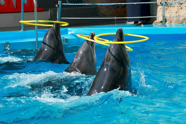 Cute beautiful playful dolphins in the dolphinarium