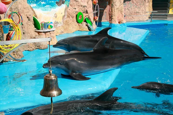 在海豚馆里可爱可爱的玩乐的海豚 — 图库照片