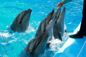 Aranyos szép játékos delfinek a delfináriumban