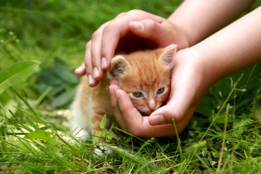 Çocuk elleri, yeşil çimen ve çiçekli bir hasır sepet üzerinde ağlayan kızıl kedicikleri sakinleştirir. Hayvanlarla ilgilenmek..