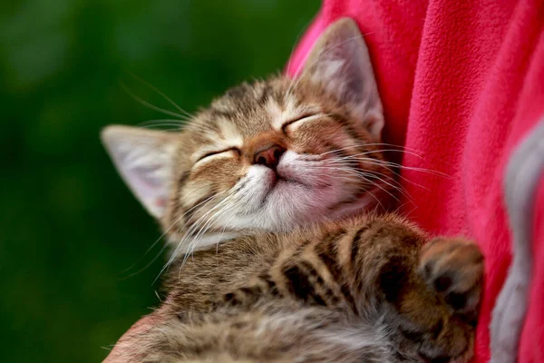 A small striped gray kitten sleeps carefree in the arms of a child. Caring for animals. Animal protection.