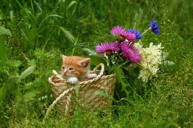Yeşil çimlerin üzerinde sepetin içinde pembe ve mavi çiçekli kırmızı çizgili küçük kedi yavrusu. Bir çocuk için hediye, sevilen bir kadın için. Yazıtlar için yer