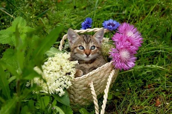 Küçük çizgili gri kedi yavrusu sepetinde yeşil çimlerin üzerinde Carduus Ornitorengi ve Sambucus.Kartpostal. Yazıtlar için yer. Burada..