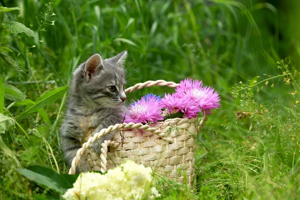 Pequeño Gatito Gris Rayado Una Cesta Mimbre Sobre Hierba Verde — Foto de Stock