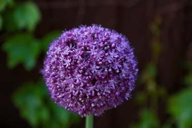 Dekoratif bir Allium yayı şeklinde mor bir çiçek.
