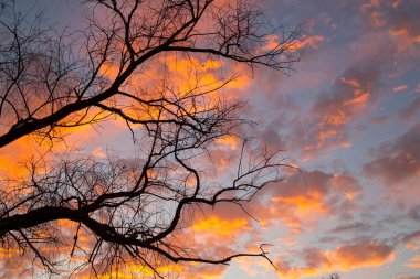Ağaç dallarının arka planında inanılmaz güzel bir günbatımı. Bulutlar turuncu-kırmızıdır. Bulutlu mavi bir gökyüzünde sonbahar günbatımının renkleri. Peyzaj.