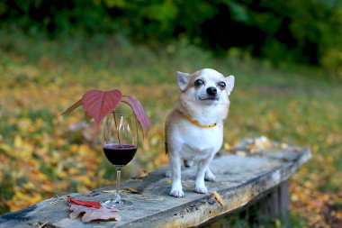 Ahşap bir bankta duran havalı bir erkek Chihuahua ve bir bardak kırmızı şarap renkli yaprakların arka planına karşı. Düş.