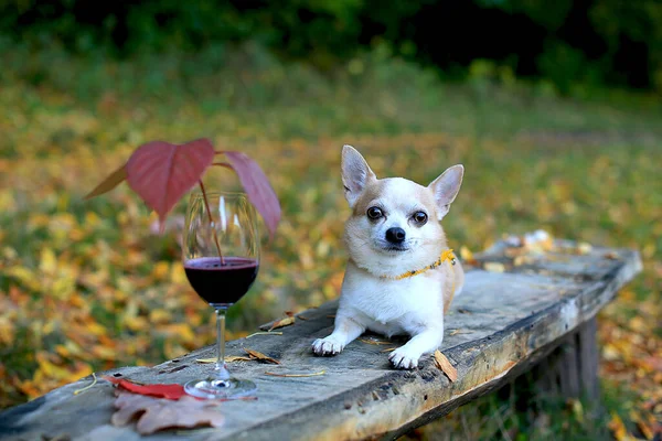 Cool Male Chihuahua Wooden Bench Glass Red Wine Background Colorful — Stock Photo, Image