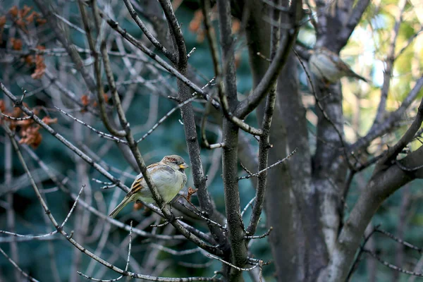 Sparrow Close Fundo Galhos Árvore — Fotografia de Stock