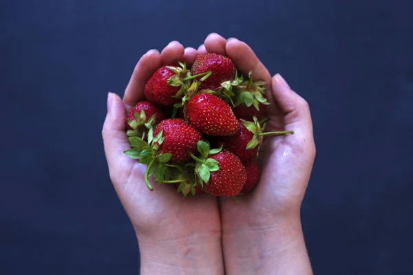 Strawberry fruits in a woman's hands