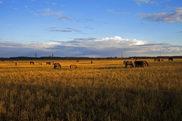 herd of horses in the field in the fall. Russia, Republic Of Bashkortostan