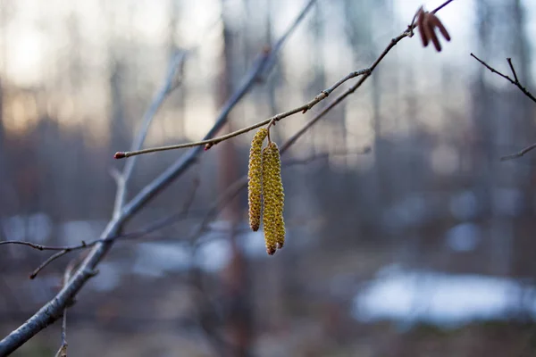 Young birds in early spring begin to release the leaves. Birch buds in early spring in the forest.