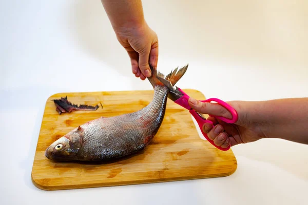 Girl cuts river fish bream. Cooking fish. White background