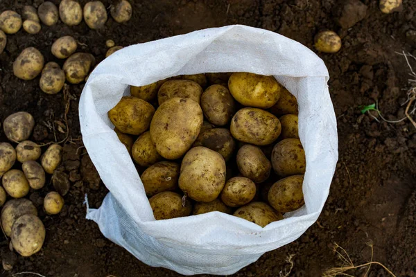 Potatoes in bags and in a wooden box on the field.