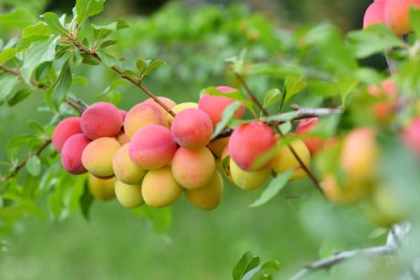 Kırmızı Erik dalı bahçede