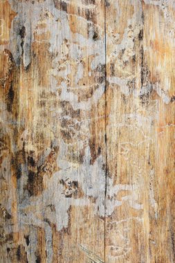 kabukları böcek ağaç gövdesi