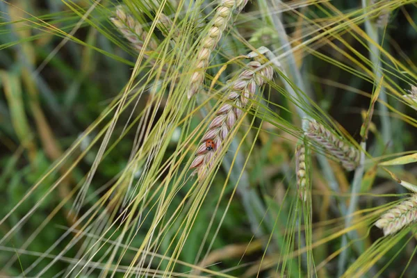 Nyckelpiga Spick Vete — Stockfoto