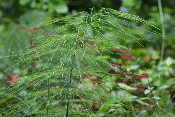 Gotas Água Grama Verde Jardim — Fotografia de Stock