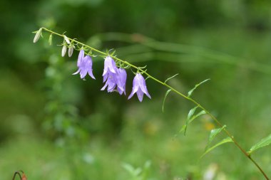 bahçede güzel Chimes